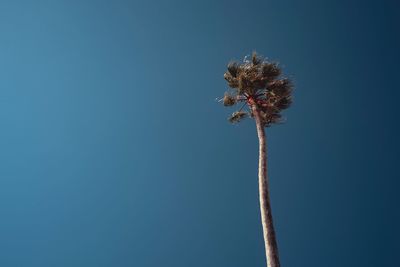 Low angle view of flowering plant against clear blue sky