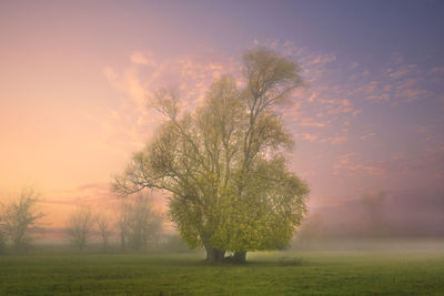 Scenic view of field against sky during sunset