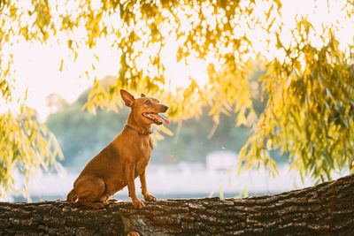 Cat standing on tree