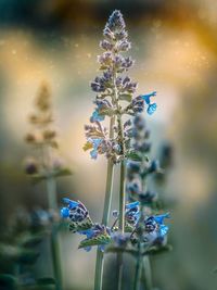 Close-up of purple flowering plant