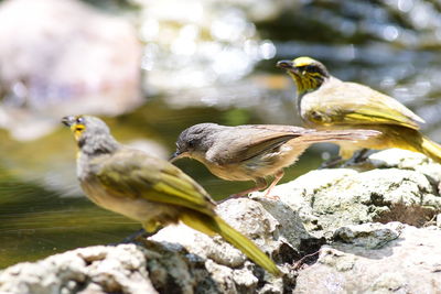 bird