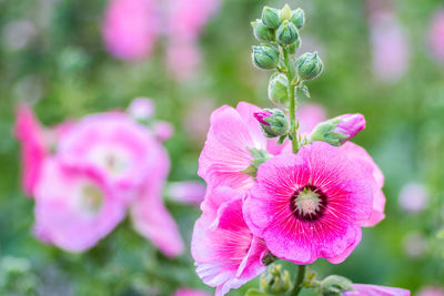 Close-up of pink flowering plant on field