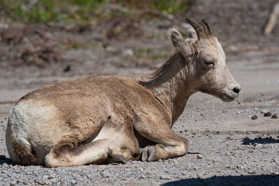 Bighorn sheep, ovis canadensis, image was taken in the jasper national park, alberta, canada