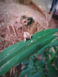 Close-up of insect on leaf