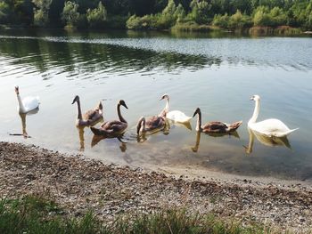 Swans at lakeshore