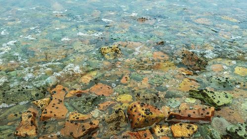High angle view of crocodile in sea
