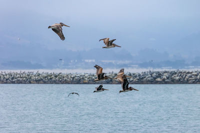 Pelicans flying over sea against sky