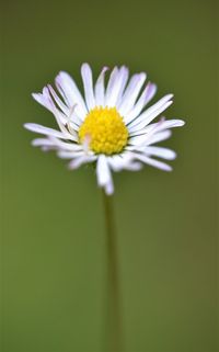 Close-up of daisy flower