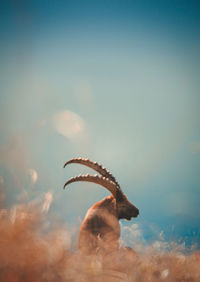 Horse standing against sky