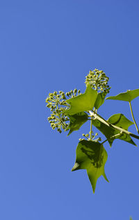 Low angle view of flower against clear blue sky