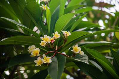 Close-up of white flowering plant