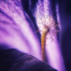 Macro shot of purple flowering plant