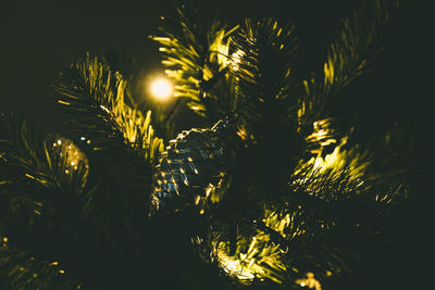 Close-up of christmas tree