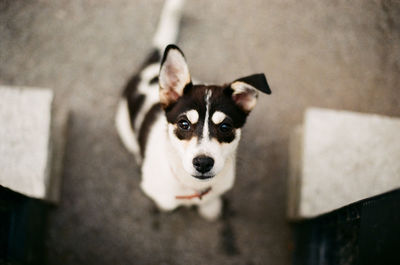 High angle portrait of dog at home