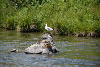 Bird perching on a sea