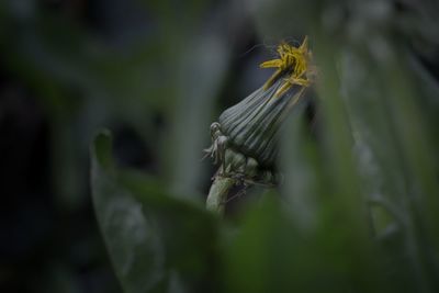 Close-up of insect on plant