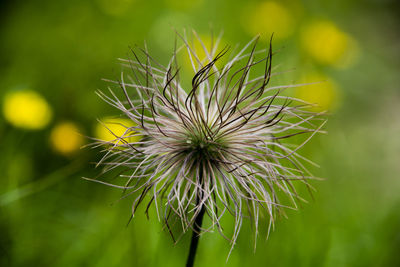 Close-up of dandelion on plant