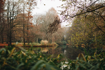 Trees by lake in forest during autumn