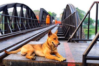 Dog relaxing on bridge