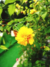 Close-up of yellow flower blooming outdoors