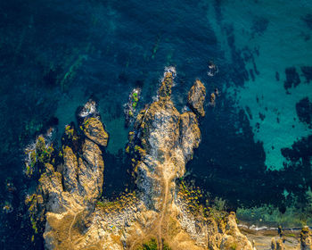 View of coral swimming in sea