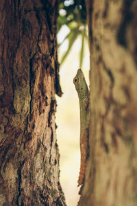 Small lizard between trees