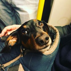 Close-up portrait of dog