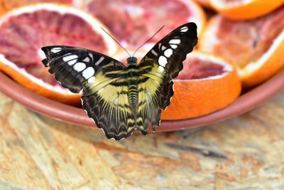 Close-up of butterfly on flower