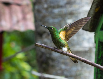 Hummingbird perching on stick
