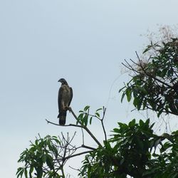 Low angle view of bird perching on branch against sky