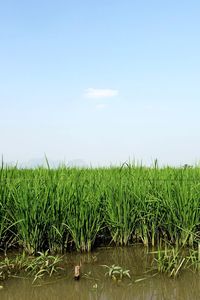 Scenic view of corn field against sky