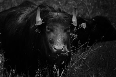 Portrait of cow in a field