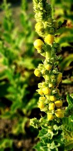 Close-up of yellow flowering plant on field