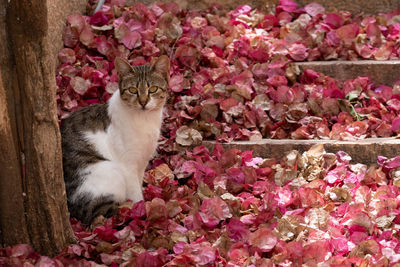 Portrait of cat sitting by flower plants