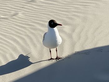 High angle view of seagull on sand