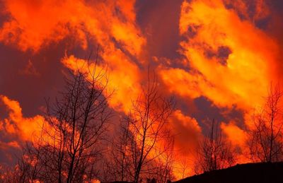 Low angle view of silhouette trees against orange sky