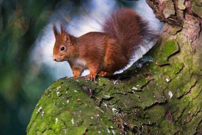 Close-up of squirrel