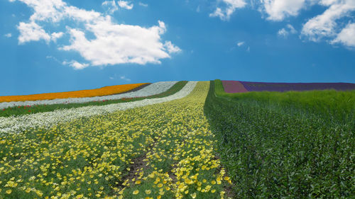 Scenic view of field against sky