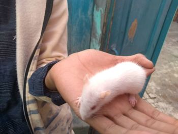 Close-up of hand with cat