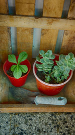 High angle view of succulent plant