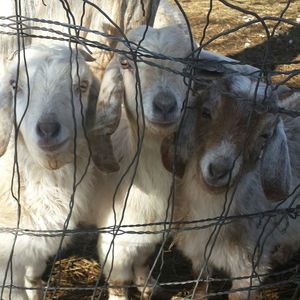 Goat in pasture