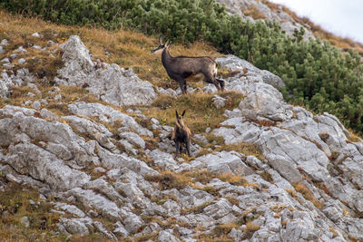 Side view of deer standing on rock