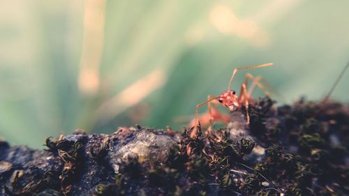 Close-up of insect on plant