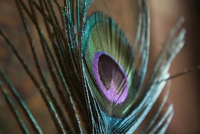 Close-up of peacock feathers