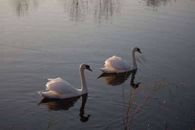 Birds in calm lake