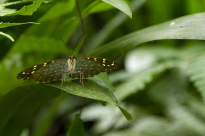 Close-up of insect on plant