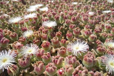 Close-up of flowers blooming outdoors