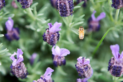 Close-up of butterfly on purple flowering plant