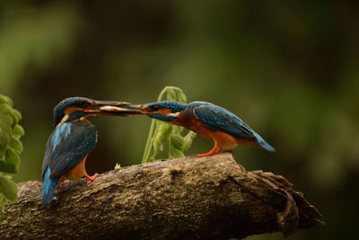 Close-up of birds perching on rock