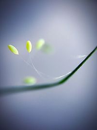 Close-up of buds